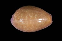 藏品(紫花寶螺)的圖片